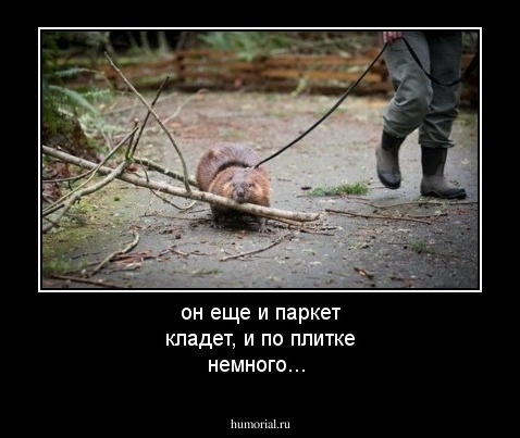 он еще и паркет кладет, и по плитке немного...