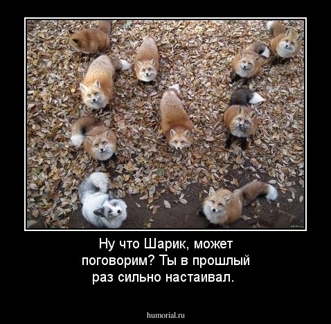 Ну что Шарик, может поговорим? Ты в прошлый раз сильно настаивал.