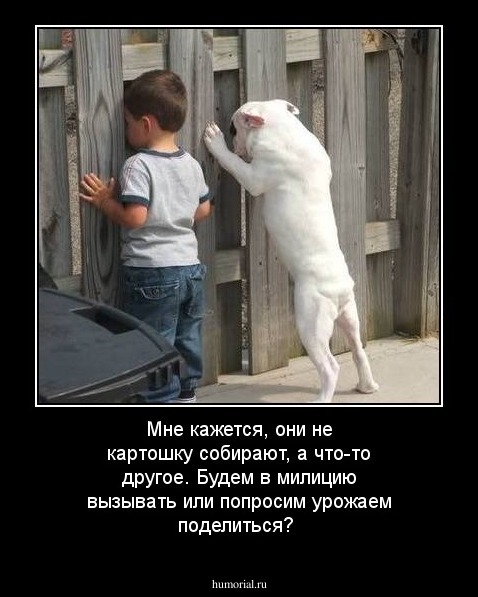 Мне кажется, они не картошку собирают, а что-то другое. Будем в милицию вызывать или попросим урожаем поделиться?