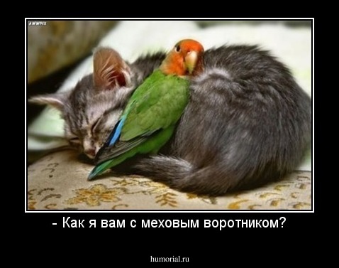 - Как я вам с меховым воротником?