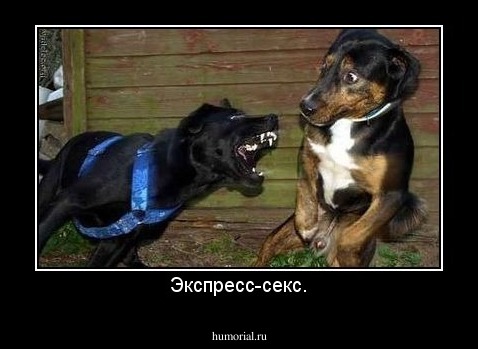 Экспресс-секс.