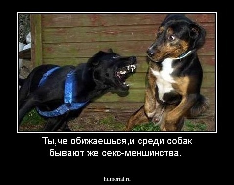 Ты,че обижаешься,и среди собак бывают же секс-меншинства.