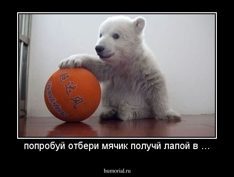попробуй отбери мячик получй лапой в ...
