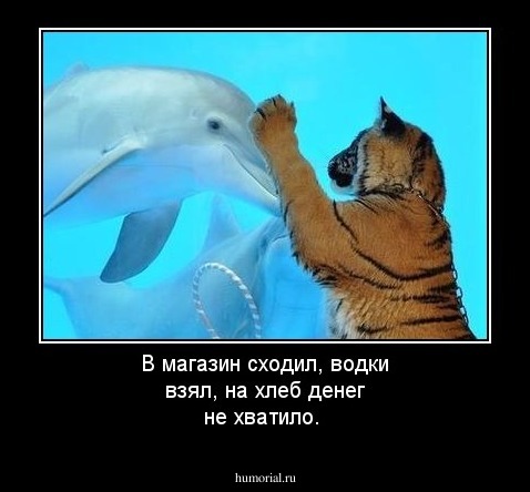 В магазин сходил, водки взял, на хлеб денег не хватило.