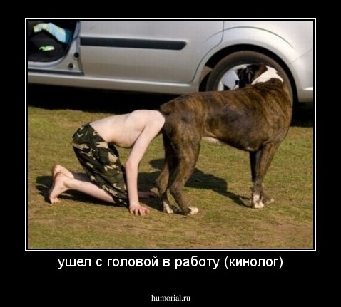 ушел с головой в работу (кинолог)