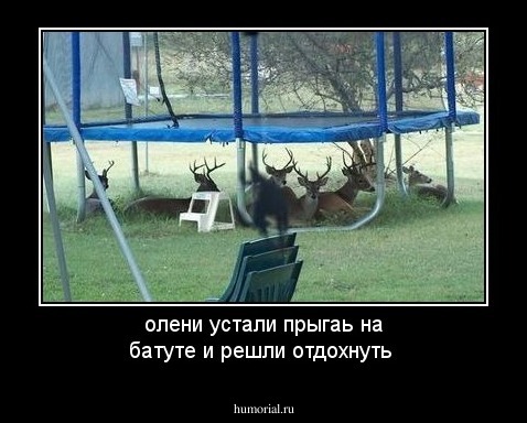 олени устали прыгаь на батуте и решли отдохнуть