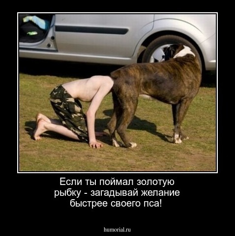 Если ты поймал золотую рыбку - загадывай желание быстрее своего пса!
