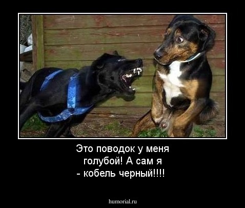 Это поводок у меня голубой! А сам я - кобель черный!!!!
