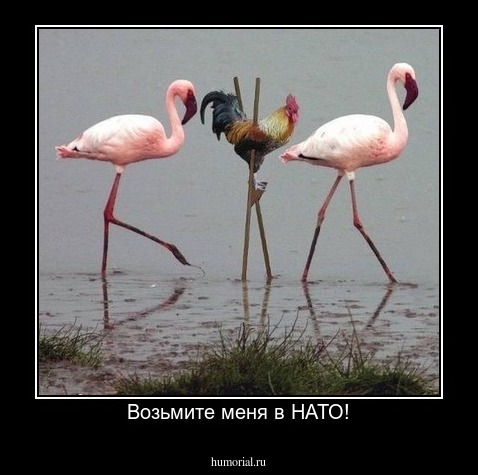Возьмите меня в НАТО!