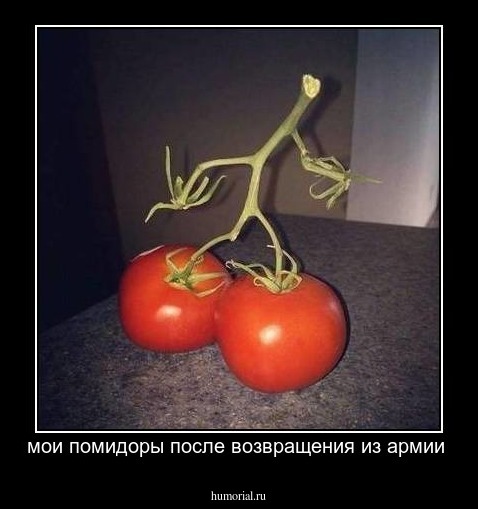 мои помидоры после возвращения из армии 