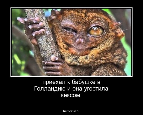приехал к бабушке в Голландию и она угостила кексом 