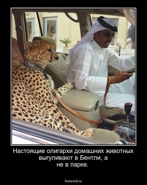 Настоящие олигархи домашних животных выгуливают в Бентли, а не в парке.