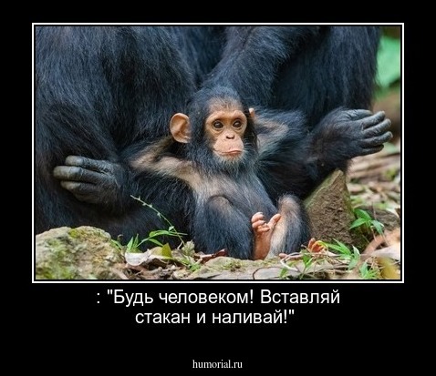 : "Будь человеком! Вставляй стакан и наливай!"