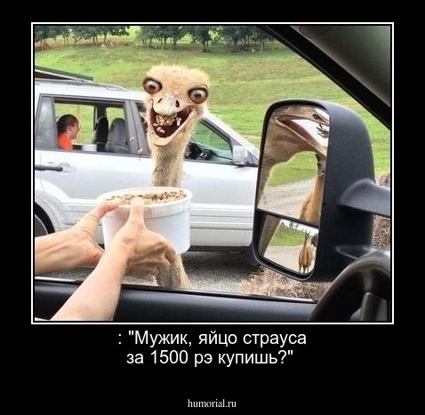 : "Мужик, яйцо страуса за 1500 рэ купишь?"