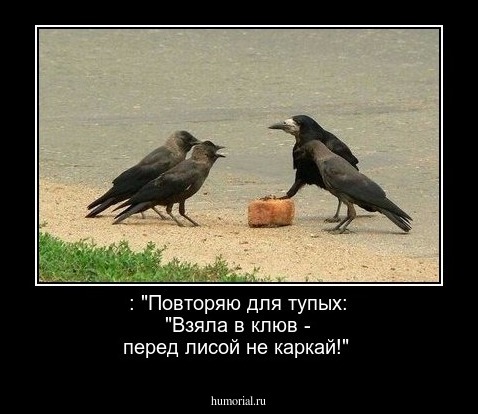  : "Повторяю для тупых: "Взяла в клюв  - перед лисой не каркай!"