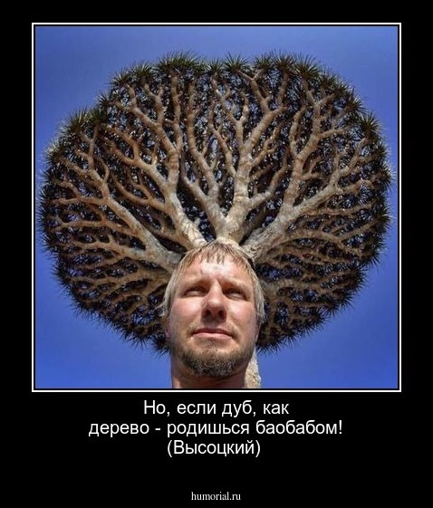 Но, если дуб, как дерево - родишься баобабом! (Высоцкий)