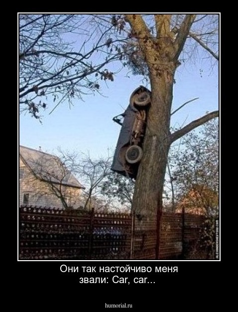 Они так настойчиво меня звали: Car, car...