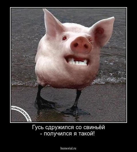 Гусь сдружился со свиньёй - получился я такой!