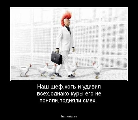 Наш шеф,хоть и удивил всех,однако куры его не поняли,подняли смех.