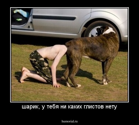шарик, у тебя ни каких глистов нету