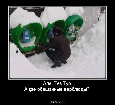 - Алё, Тез Тур... А где обещанные верблюды?