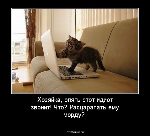 Хозяйка, опять этот идиот звонит! Что? Расцарапать ему морду?