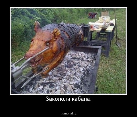 Закололи кабана.