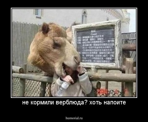 не кормили верблюда? хоть напоите