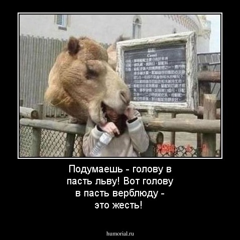 Подумаешь - голову в пасть льву! Вот голову в пасть верблюду - это жесть!