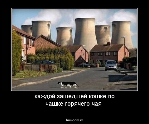 каждой зашедшей кошке по чашке горячего чая