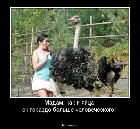 Мадам, как и яйца, он гораздо больше человеческого!
