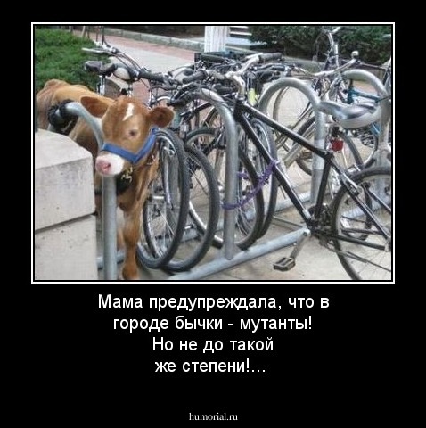 Мама предупреждала, что в городе бычки - мутанты! Но не до такой же степени!...