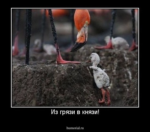 Из грязи в князи!