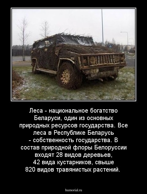 Леса - национальное богатство Беларуси, один из основных природных ресурсов государства. Все леса в Республике Беларусь - собственность государства. В состав природной флоры Белоруссии входят 28 видов деревьев, 42 вида кустарников, свыше 820 видов травяни