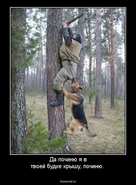 Да починю я в твоей будке крышу, починю. 