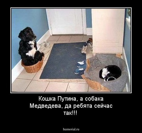 Кошка Путина, а собака Медведева, да ребята сейчас так!!!