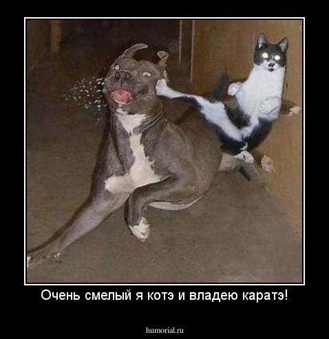 Очень смелый я котэ и владею каратэ!