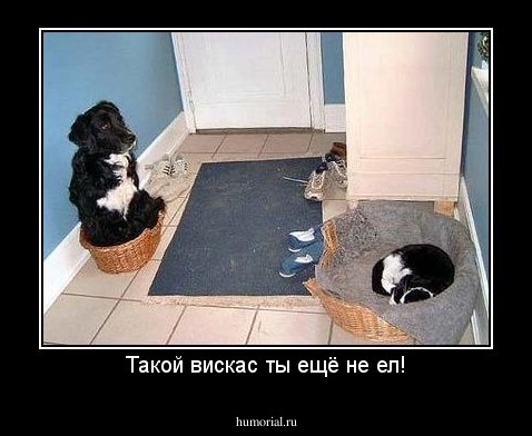 Такой вискас ты ещё не ел!