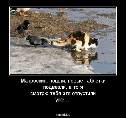Матроскин, пошли, новые таблетки подвезли, а то я смотрю тебя эти отпустили уже...