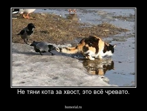 Не тяни кота за хвост, это всё чревато.