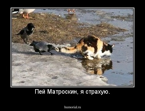 Пей Матроскин, я страхую.