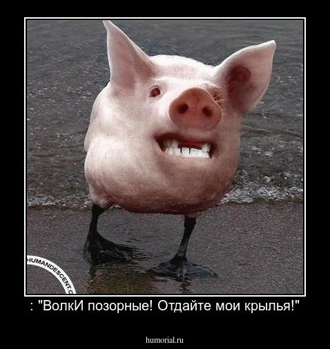 : "ВолкИ позорные! Отдайте мои крылья!"