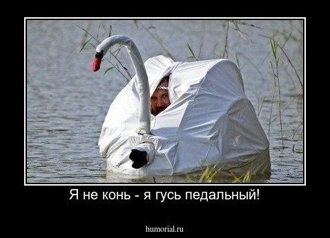 Я не конь - я гусь педальный!