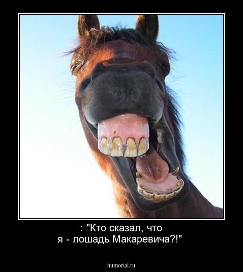 : "Кто сказал, что я - лошадь Макаревича?!"