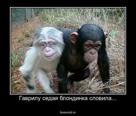 Гаврилу седая блондинка словила...
