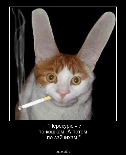  : "Перекурю - и по кошкам. А потом - по зайчихам!"