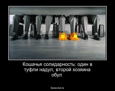 Кошачья солидарность: один в туфли надул, второй хозяина обул