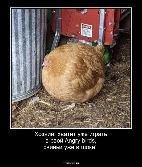 Хозяин, хватит уже играть в свой Angry birds, свиньи уже в шоке!