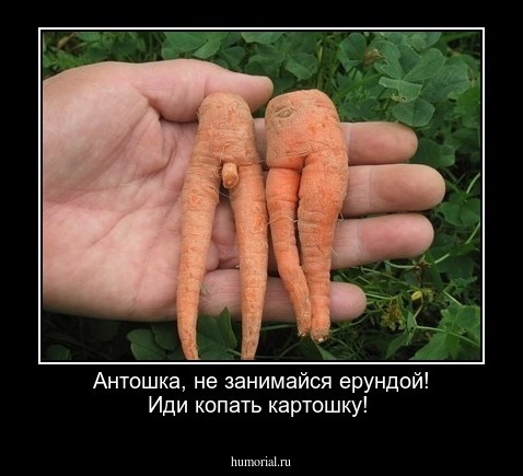 Антошка, не занимайся ерундой! Иди копать картошку!