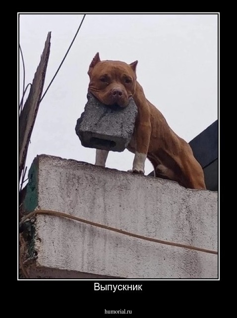 Выпускник
